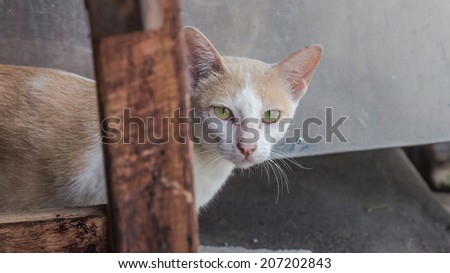 Cute cat turned to face