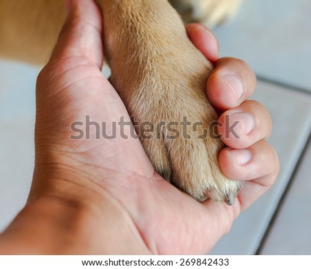 Paw of a dog in hand