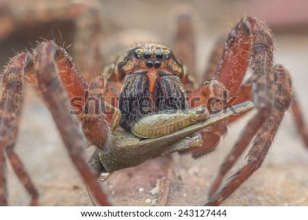 Wandering Spider Ctenidae with prey Grouse locust Tetrigidae. Image has grain or noise and soft focus when view at full resolution. (Shallow DOF, slight motion blur )