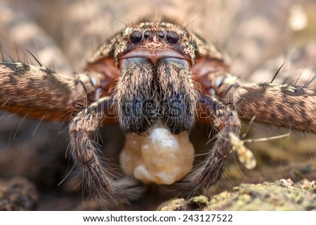 face of spider Heteropoda sp. Image has grain or noise and soft focus when view at full resolution. (Shallow DOF, slight motion blur )