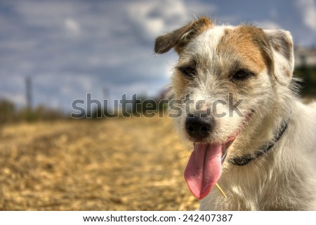 Smiling dog in Pilsen, Czech Republic (Parson Jack Russel Terrier)