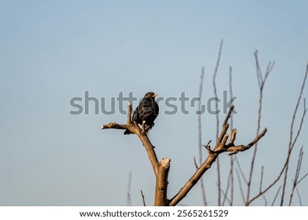 Similar – Foto Bild Aufgeplusterte Amsel im Sonnenschein