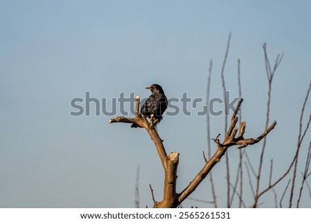 Similar – Foto Bild Aufgeplusterte Amsel im Sonnenschein