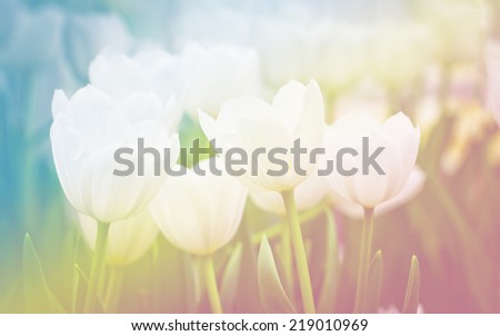 Artistic faded background of colourful spring tulips with a blur effect for a dreamy