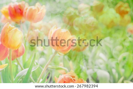 Blurred of abstract. tulips flowers in bokeh texture soft blur for background with pastel vintage retro style.