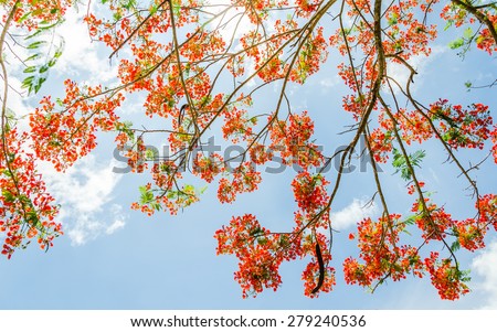Orange peacock flowers on the blue sky background shot from under the tree.