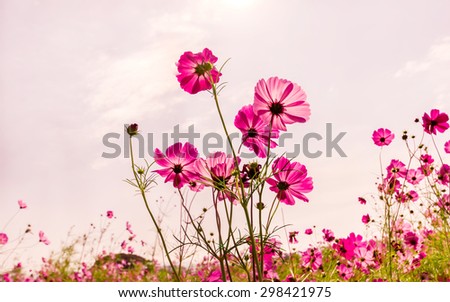 Blurred of cosmos flower in the garden in  vintage style soft focus.