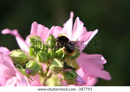 Honey Bee on Wild Flower, with large pollen sacks on his legs