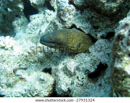Painted Moray, Red Sea, Egypt