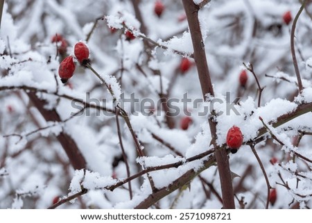 Similar – Image, Stock Photo Snow berries on bare branches