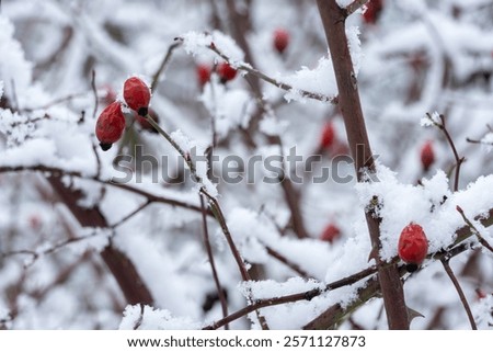 Similar – Image, Stock Photo Snow berries on bare branches
