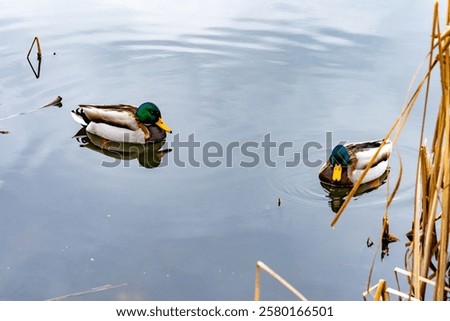 Similar – Image, Stock Photo Mallard on a freshly trimmed pollard willow