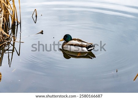 Similar – Image, Stock Photo Mallard on a freshly trimmed pollard willow