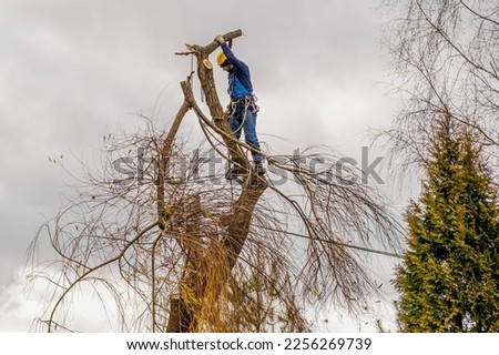 Similar – Image, Stock Photo autumn rope Environment