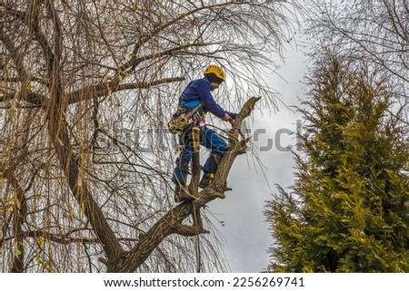 Similar – Image, Stock Photo autumn rope Environment