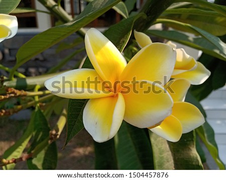 Unduh 990+ Background Bunga Lily Kuning Gratis Terbaik