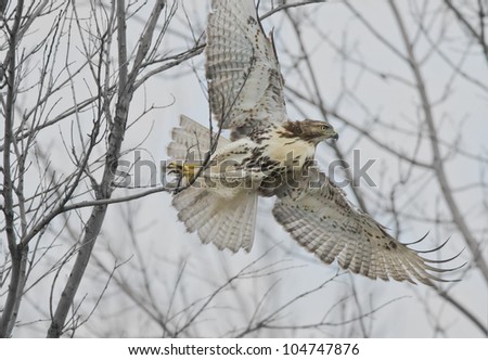 I am out of here! Red-tailed Hawk . Latin name-Buteo jamaicensis.