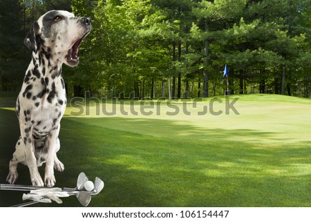 Fore! Dalmatian warning golfers on golf course.Focus on dog. Copy space on the right for additions.