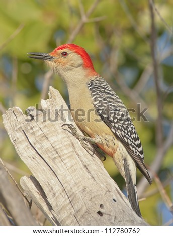 Red bellied Woodpecker. Latin name - Melanerpes carolinus.