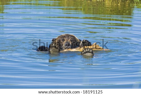 Bathing Grizzly bear in hot summer day.
