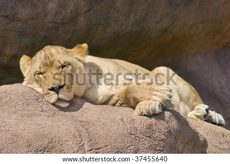 Sleeping watchful lioness