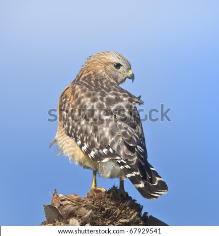 Red-shouldered hawk looking over shoulder. Latin name - Buteo lineatus.