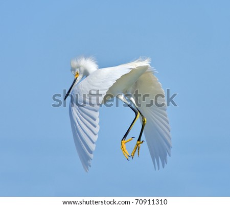 Snowy Egret in flight. Latin name - Egreta tula. Focus on eyes.