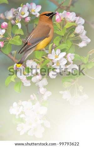Waxwing perching in apple tree. Latin name - Bombycilla cedrorum. With copy space for your additions.