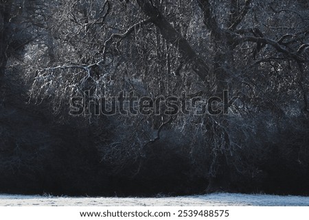 Similar – Foto Bild Frost auf einem Eichenblatt