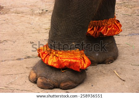 Closeup of elephant feet