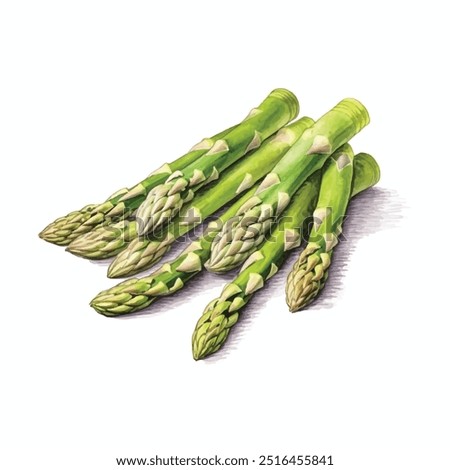 asparagus watercolor clipart illustration isolated