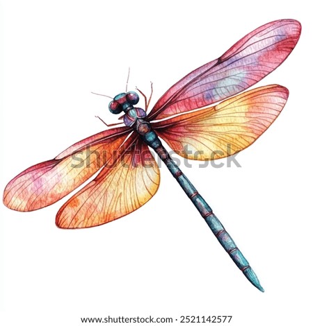 Dragonfly watercolor clipart illustration isolated