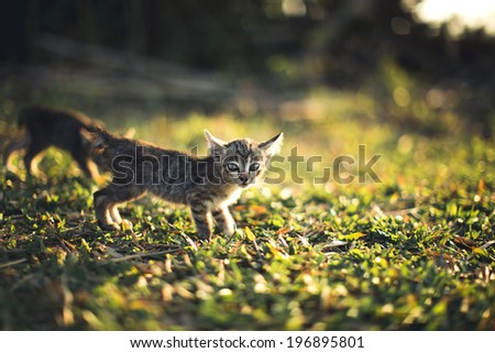 Young cat with ladybird/ladybug on green meadow with back light