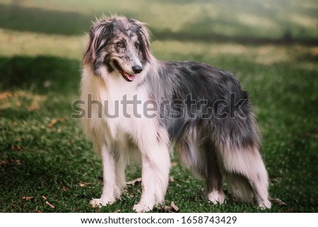 
portrait of collie dog posing for photo Foto stock © 