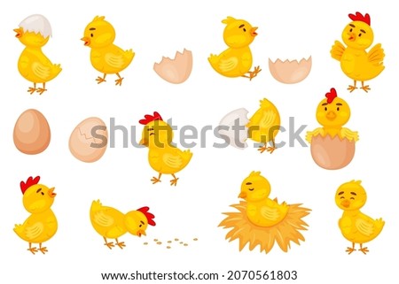 Cartoon baby chickens, easter cute little chicks. Funny newborn chicken in eggshell, chick hatching from egg, farm bird animal vector set. Cute yellow character on nest, eating seed