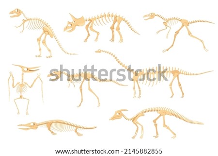 Cartoon dinosaur skeletons, dinosaurs prehistoric bone fossils. Triceratops, pterodactyl, tyrannosaurus, ancient skeleton for museum  set. Dino creatures or monster for exhibitions Photo stock © 