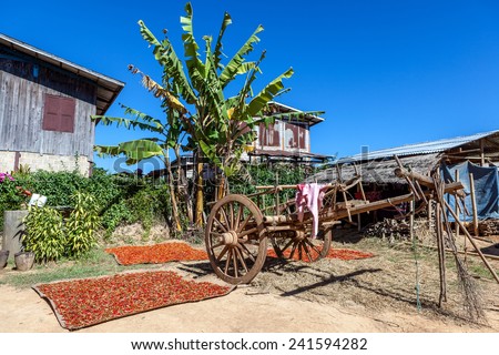 Myanmar tribal village yard with banana tree, dried red chili and buffalo cart