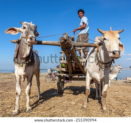 MYANMAR - Dec 7, 2014: Two white water buffalo pulling a cart and driver along the side of the Irrawaddy river in Myanmar