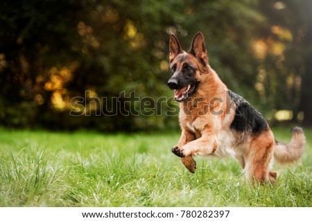 Running german shepherd dog 商業照片 © 