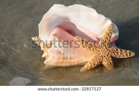 Pink Conch Shell and Starfish Washed Up on a Florida Beach at Sunrise