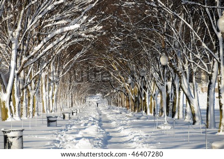Snow covered trees lining a running path in Washington, DC after February 2010 storms.  Horizontal Photo.