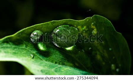 Water droplets on lilac leaf after the rain