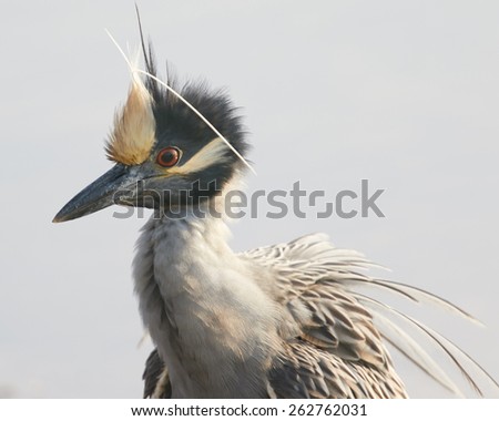 Bad Hair Day - Yellow Crowned Night Heron