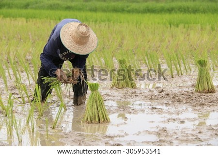 Thailand rice farmer began after a rain.