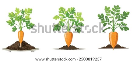 Fresh Carrot Growth Stages with Green Leaves