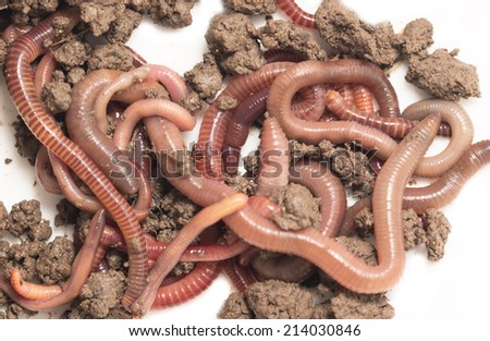 a bunch of worms to the earth on a white background