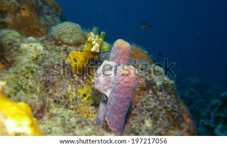 A rare White and Grey Long lure Frog Fish on purple tube sponges in Bonaire, Netherlands Antilles