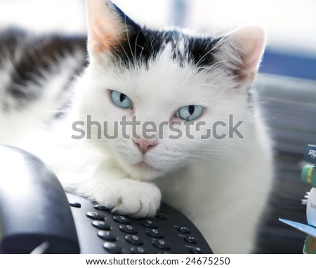 A black and white cat with intense blue eyes is lying on a desk, guarding the telephone. Indoor shot. Shallow DOF. Focus on eye.