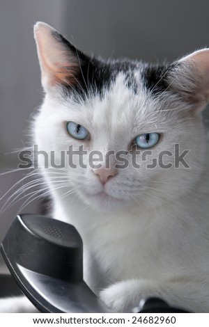 Portrait of a black and white male cat, lying on a land-line phone. Shallow DOF. Could serve as a concept for communication.