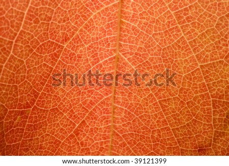 A macro shot of a red maple-leaf. Backlit. You can see the tiny structures on the leaf.